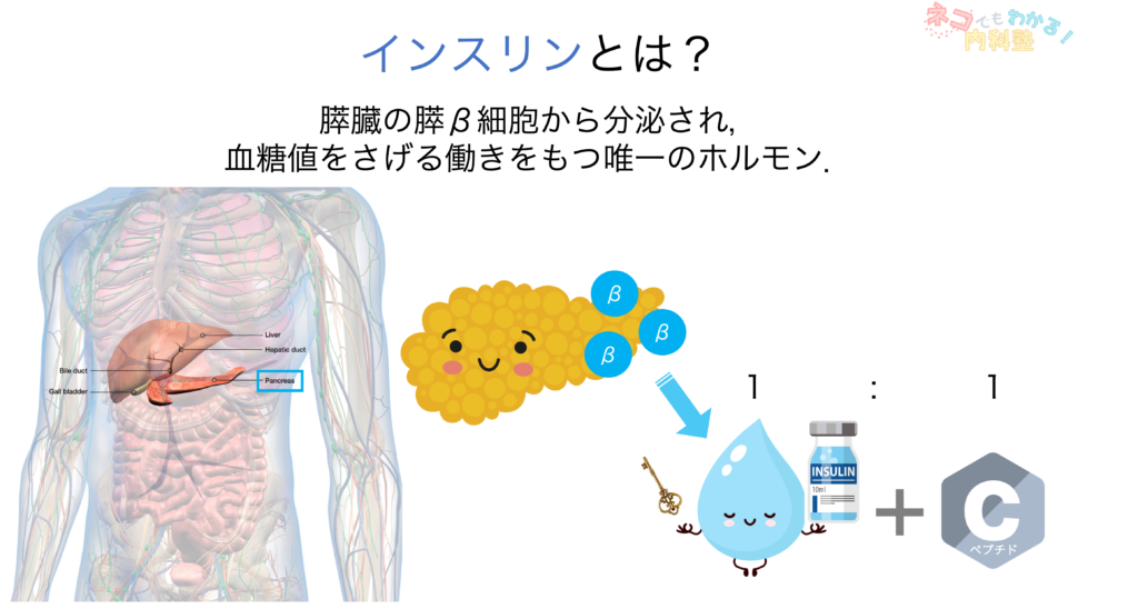 インスリンとは？