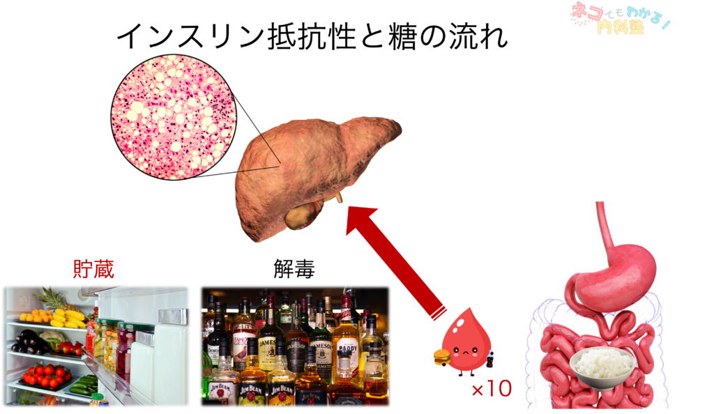 インスリン抵抗性と糖の流れ1