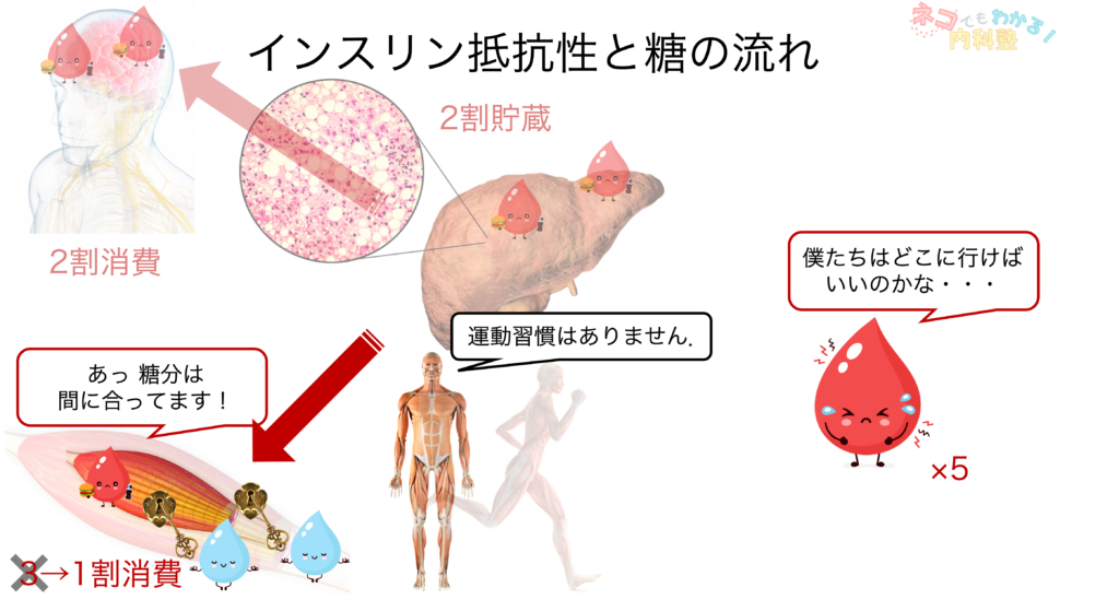 インスリン抵抗性と糖の流れ4