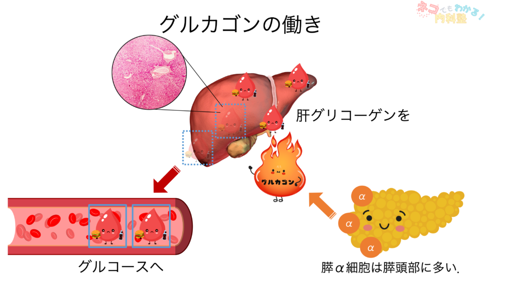グルカゴンの働き