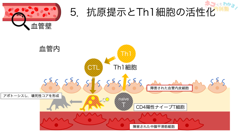 抗原提示とTh1細胞の活性化