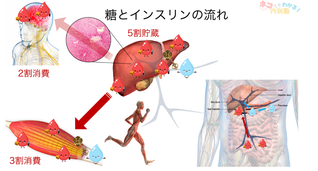 糖とインスリンの流れ