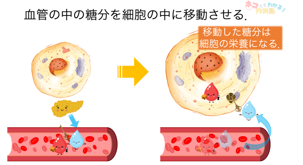 細胞の中に糖を移動