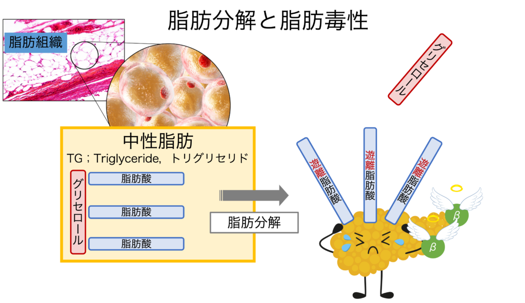 脂肪分解と脂肪毒性