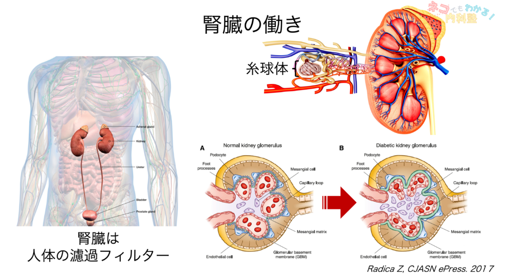 腎臓の働き