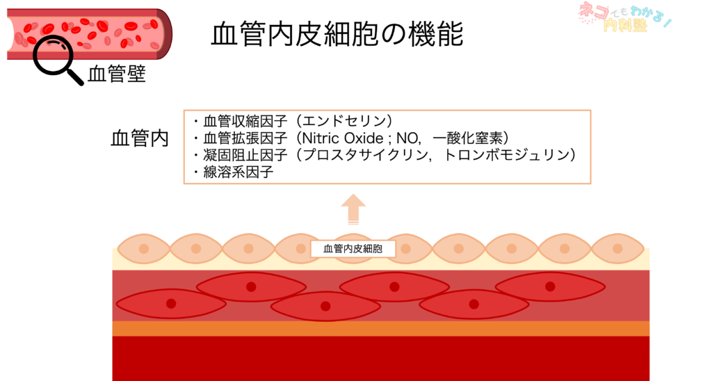 血管内皮細胞の機能