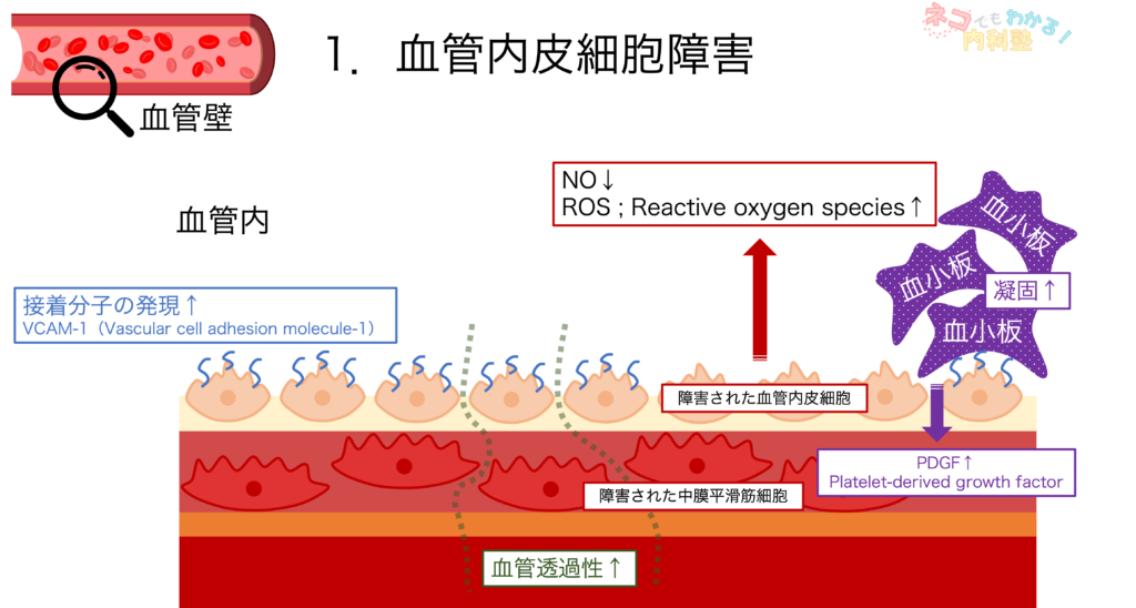 血管内皮細胞障害2