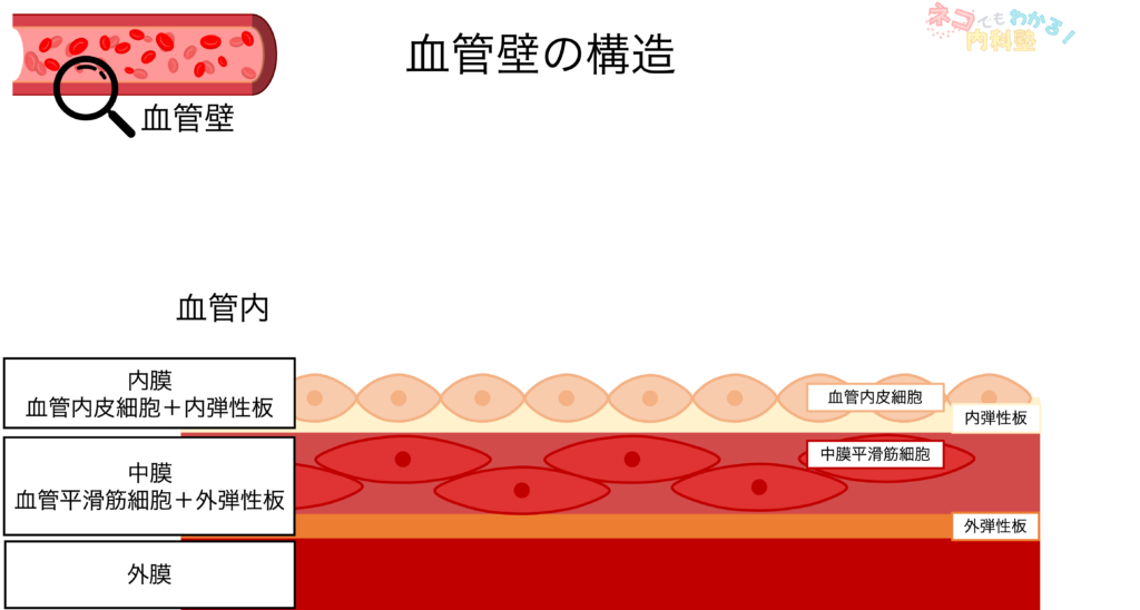 血管壁の構造